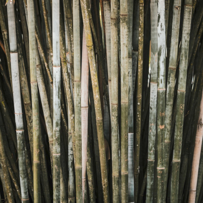 Ingredient Highlight: Bamboo Charcoal