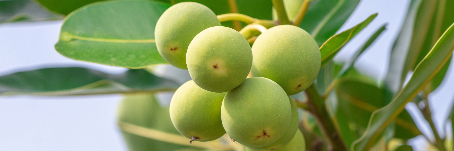 Using Tamanu Oil For Irritated Skin