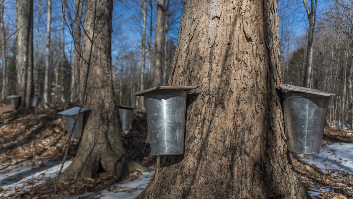 Sapping Water Healthy Skin Benefits with Maple Sap Water — Graydon Skincare
