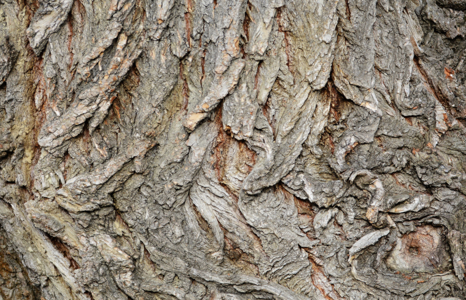 White willow bark up close