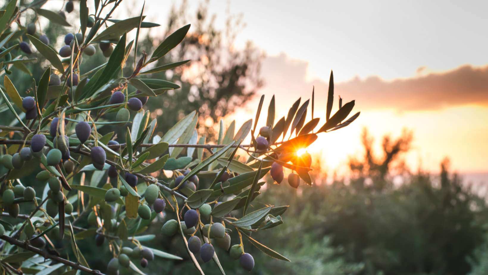 Close up of olive tree branch with orange sunset in the background.