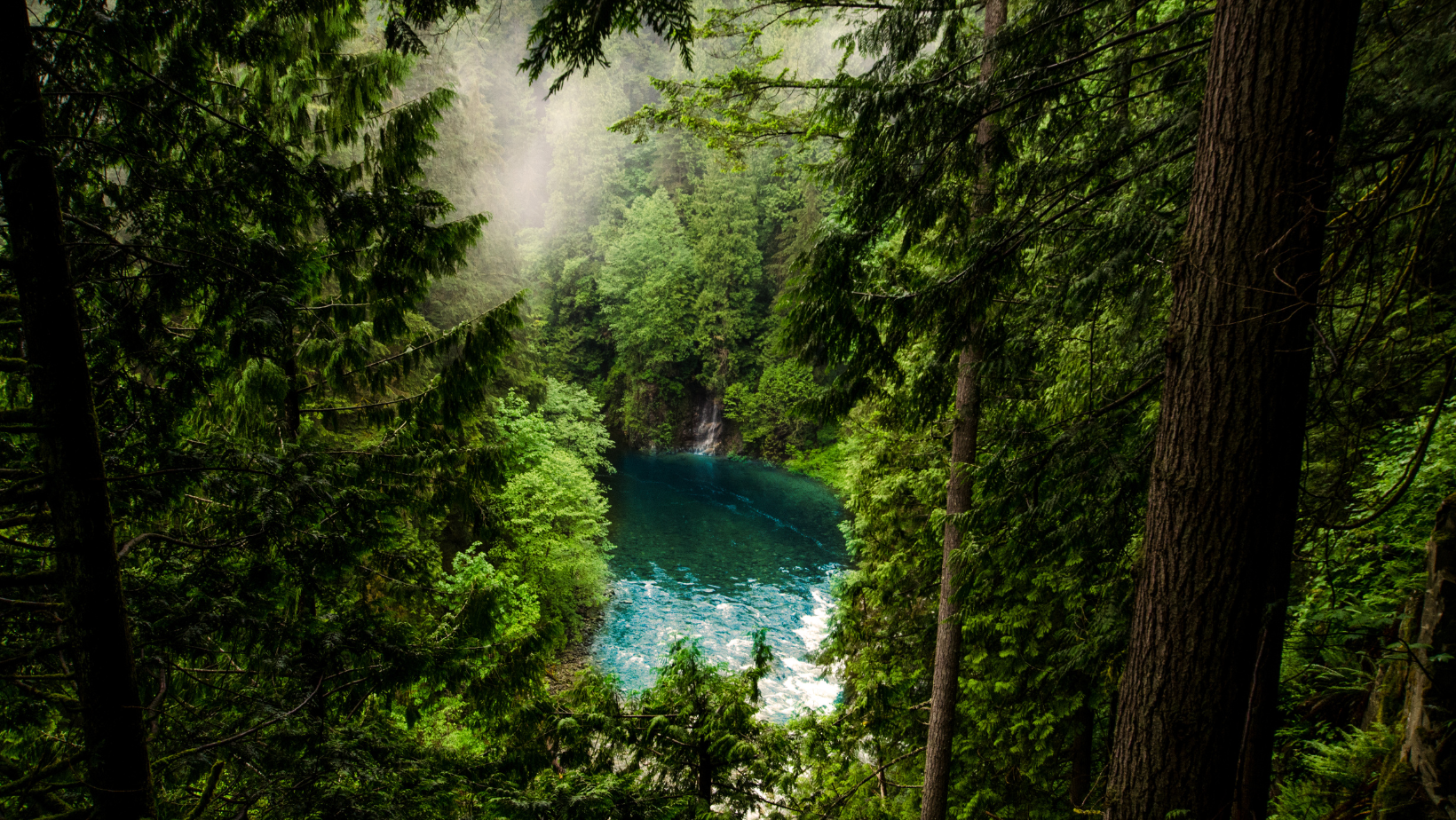 Lush green forest surrounding a beautiful blue body of water