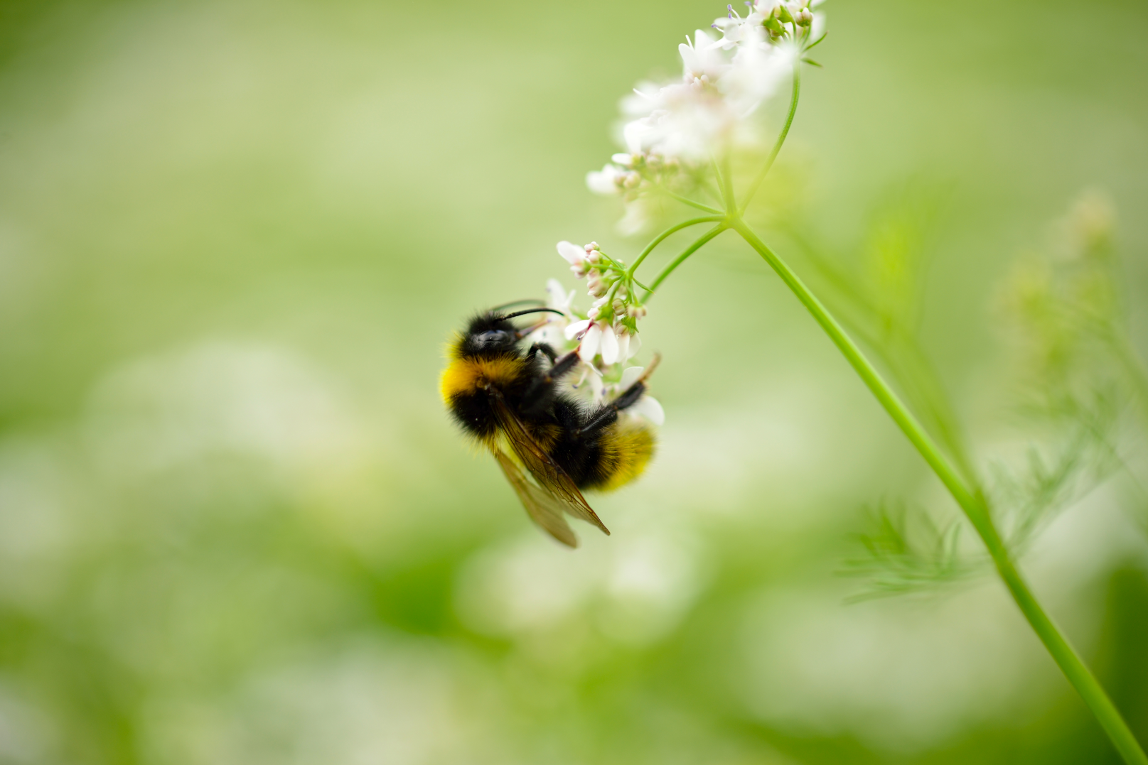 A bumblebee on a flower with blurred plants in the background