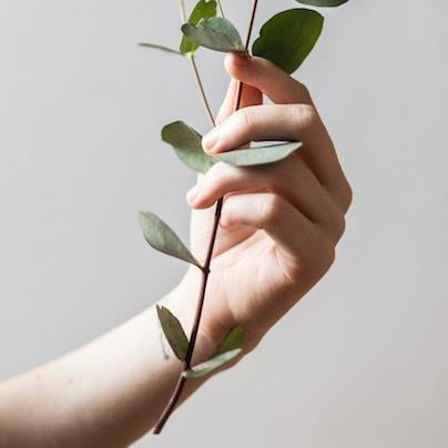 Hand holding a sprig of eucalyptus