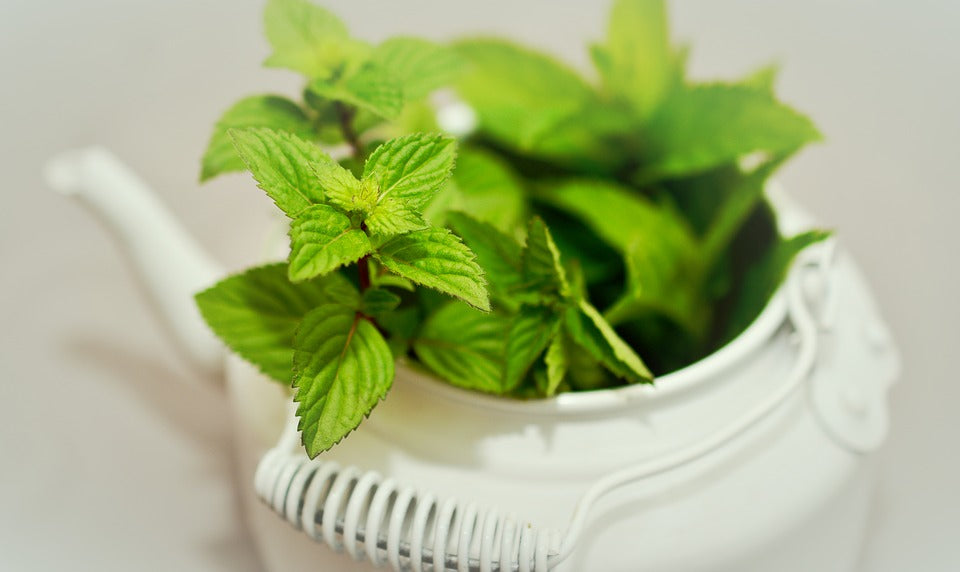 Peppermint for Blood Flow