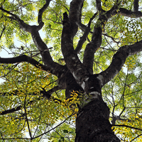 Mahogany Bark (Vegan Collagen)