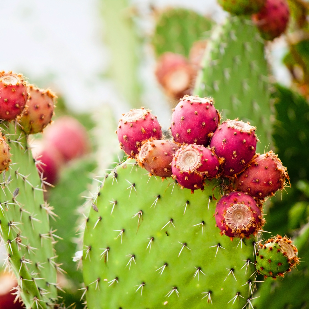 Prickly Pear