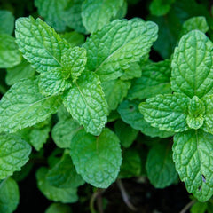 Peppermint Extract
