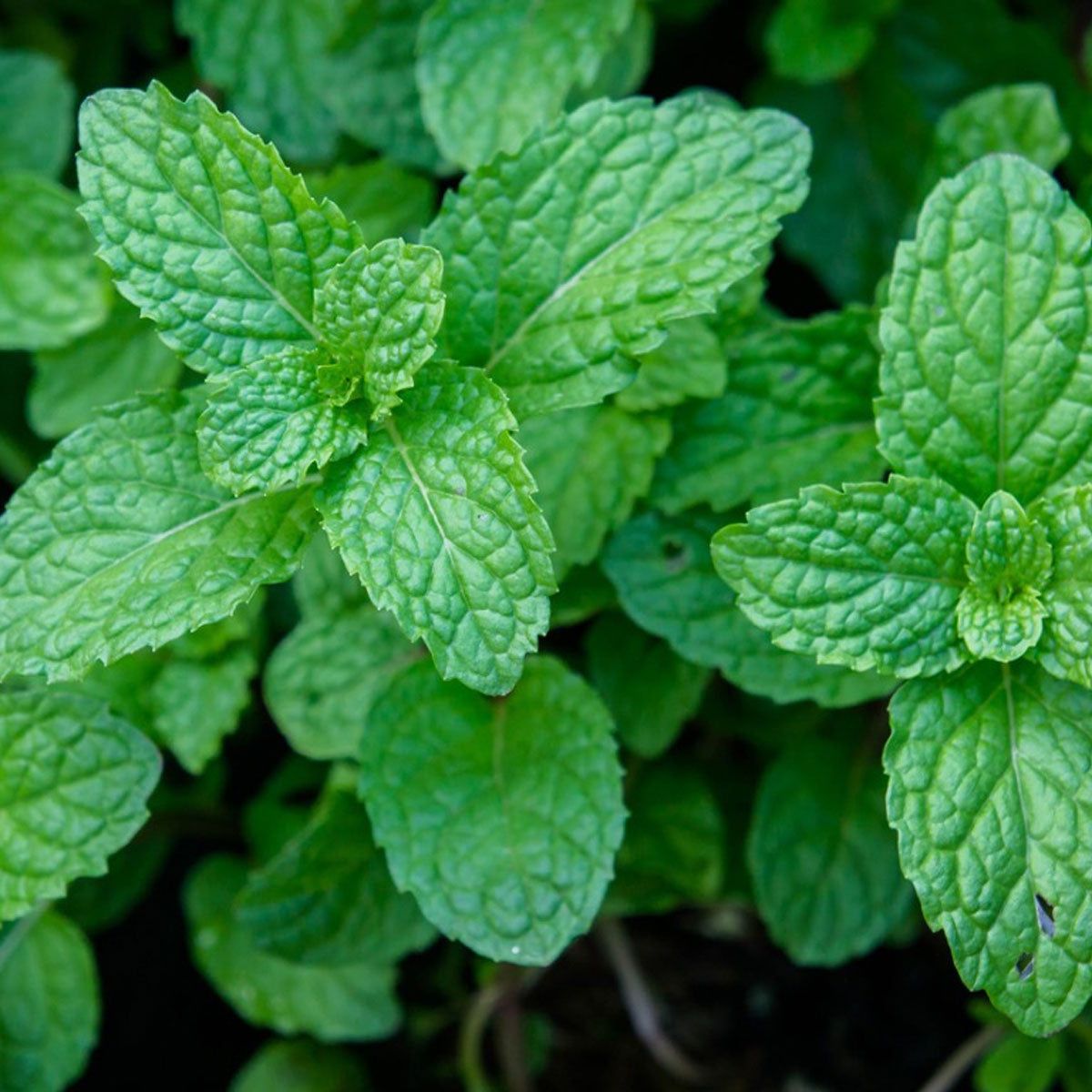 Extrait de menthe poivrée