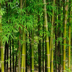 Activated Bamboo Charcoal